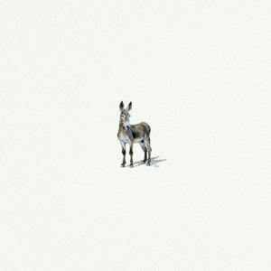 Donkey - Open Edition art print