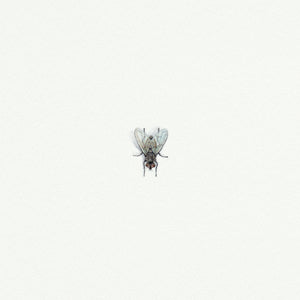 Fly