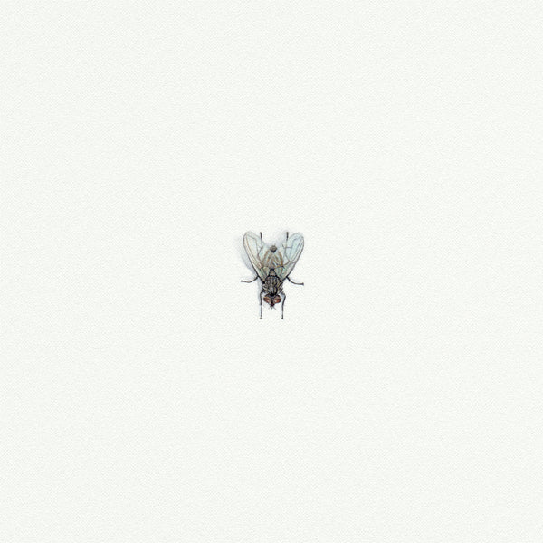 Fly