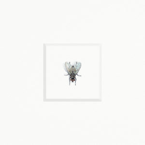 Fly