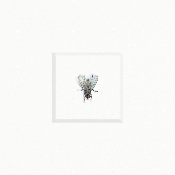 Fly