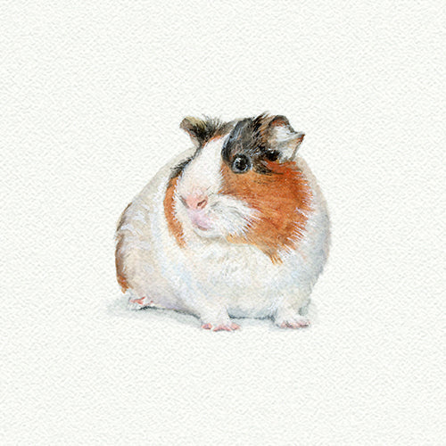 Guinea Pig