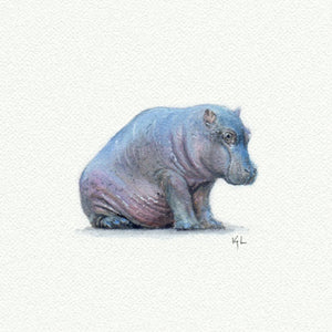 Hippo  - Open Edition