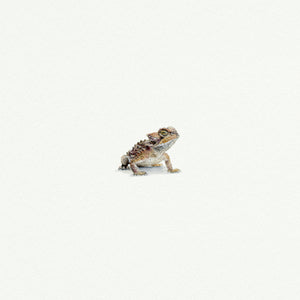 Horned Frog Miniature painting fine art reproduction