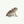 Horned Frog Miniature painting fine art reproduction