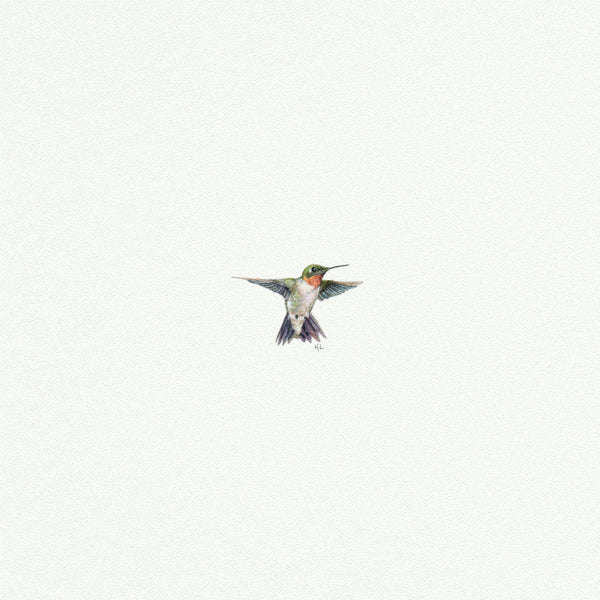 Hummingbird - Open Edition