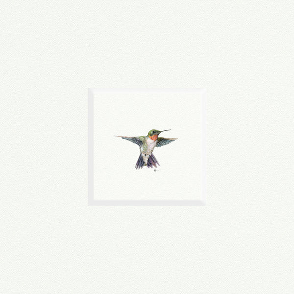 Hummingbird - Open Edition