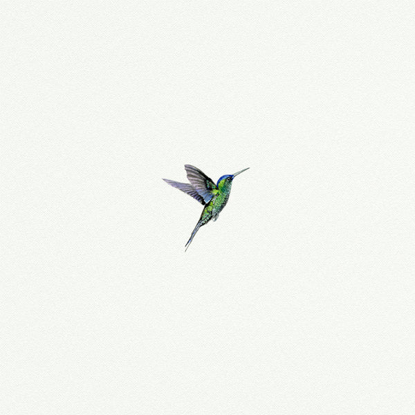 Hummingbird