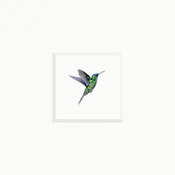 Hummingbird