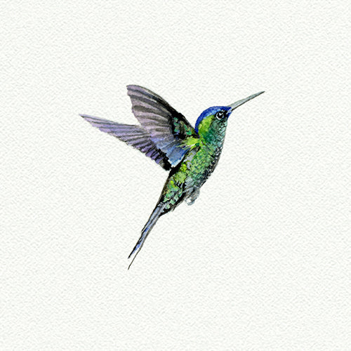 Hummingbird