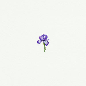 Iris