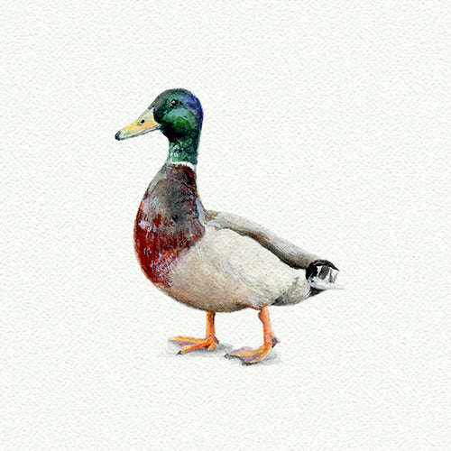 Mallard Duck