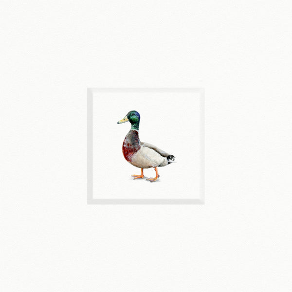 Mallard Duck