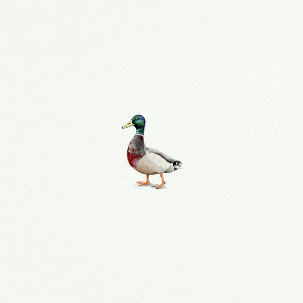 Mallard Duck