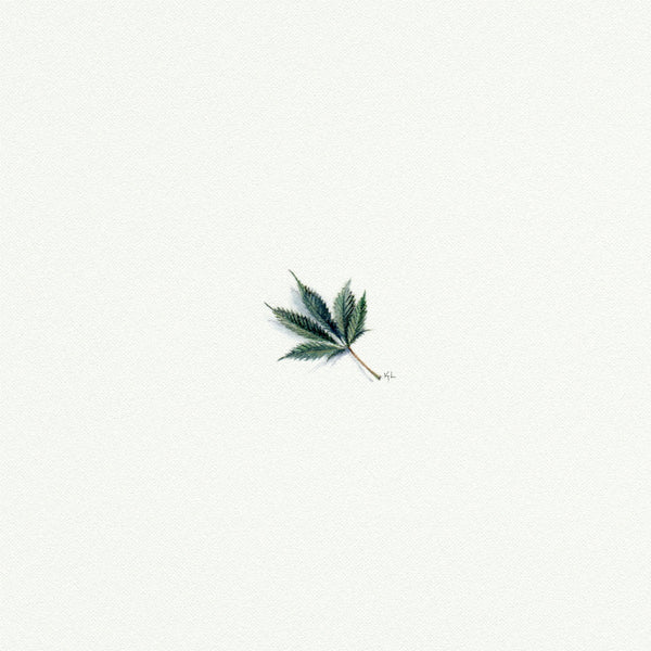 Marijuana Leaf - Open Edition