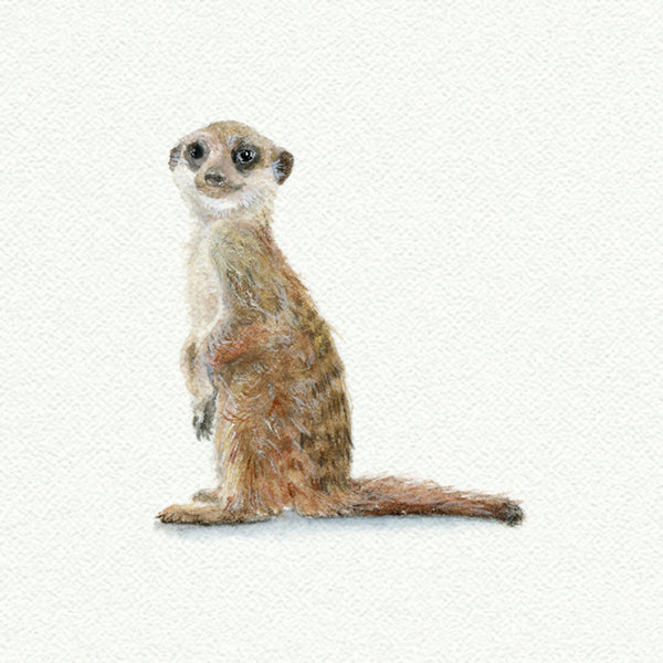 Meerkat