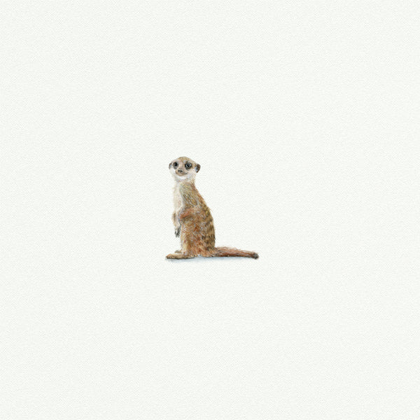 Meerkat