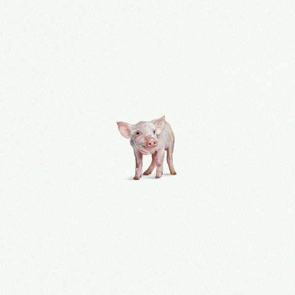 Pig