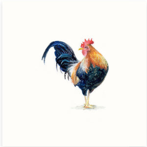 Any Cockledoo