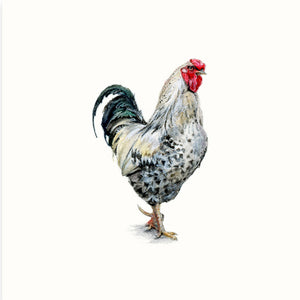 Any Cockledoo