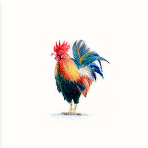 Any Cockledoo