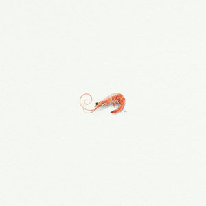 Shrimp - Open Edition