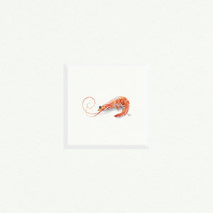Shrimp - Open Edition