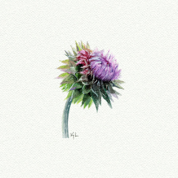 Thistle - Open Edition