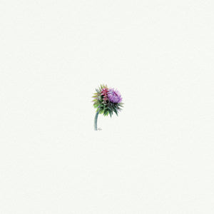 Thistle - Open Edition