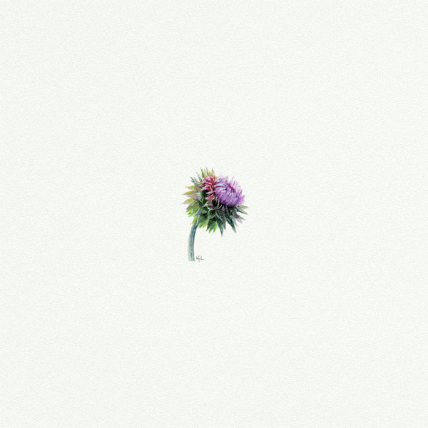 Thistle - Open Edition