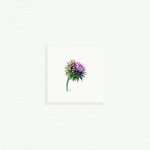 Thistle - Open Edition