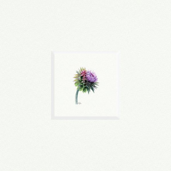 Thistle - Open Edition