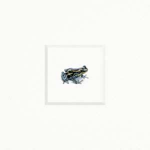 Tree Frog