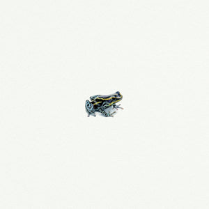Tree Frog