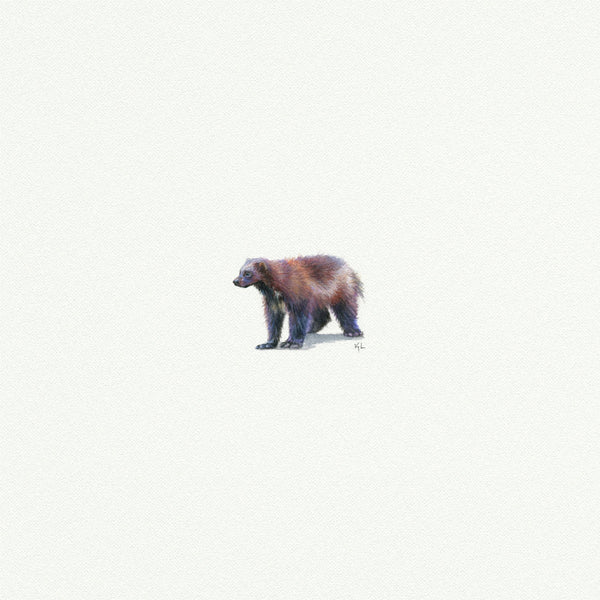 Wolverine  - Open Edition