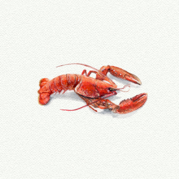 Lobster