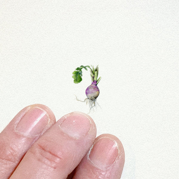 Radish